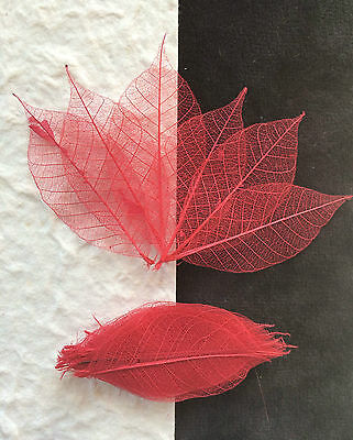 25 Skeleton Leaves Red Small Leaf Cards Soapmaking Christmas Valentines Crafts