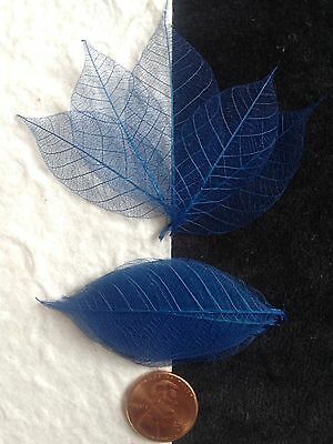 25 Skeleton Leaves Dark Blue Leaf Small Cards Soapmaking Wedding Crafts Veins