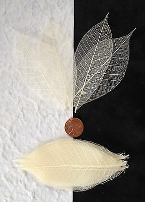 25 Skeleton Leaves Bleached White Medium Rubber Leaf Natural Soap Wedding Cards